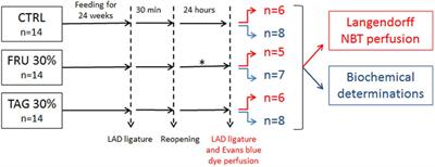 D-Tagatose Feeding Reduces the Risk of Sugar-Induced Exacerbation of Myocardial I/R Injury When Compared to Its Isomer Fructose